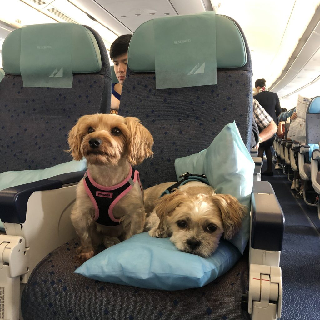Philippine Airlines lauded as pet friendly courier by an American