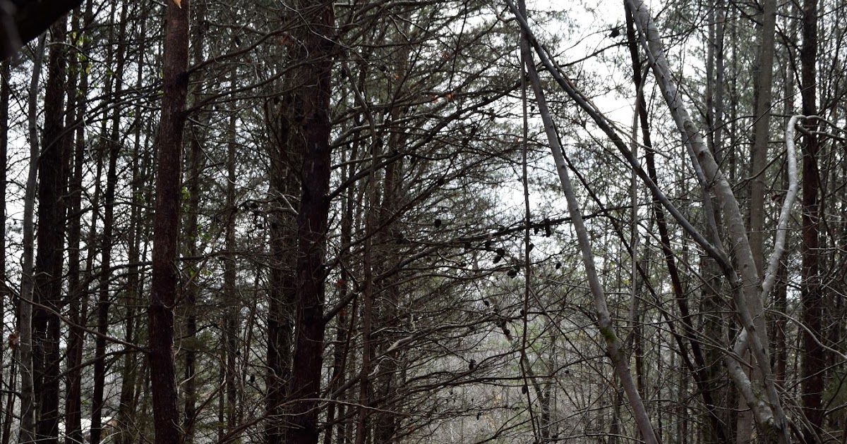 Leahaven Our Wet Weather Creek