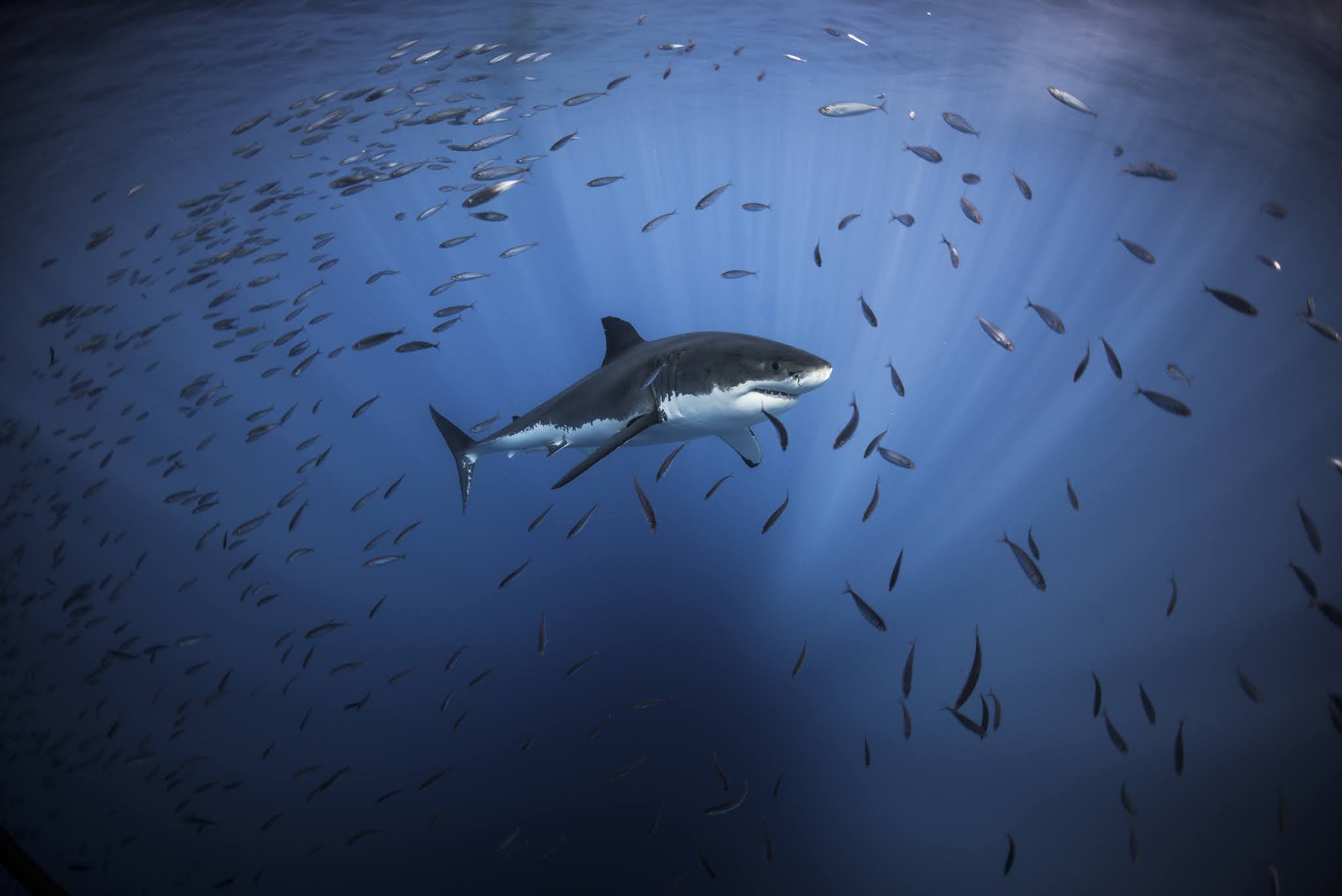 Discovery Channels Shark Week 2020