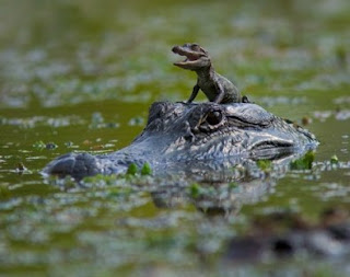 Crocodilo grande a passear crocodilo bebé