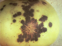 travelure taches pomme travelure taches pomme