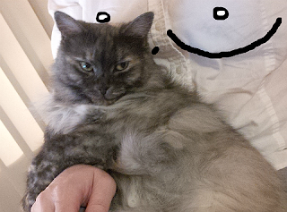 Cat Kady on Rose Webster (aka RoseWrites) lap | Boobs drawn using Pixlr
