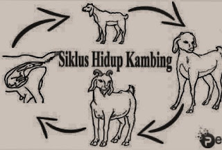 Penjelasan tentang gambar jenis siklus daur hidup kambing