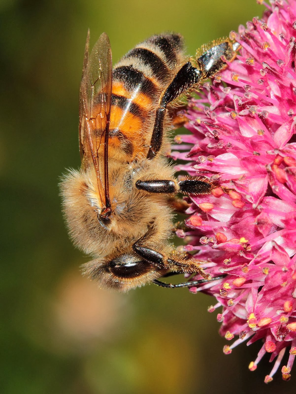 Honey Bee on Sedum