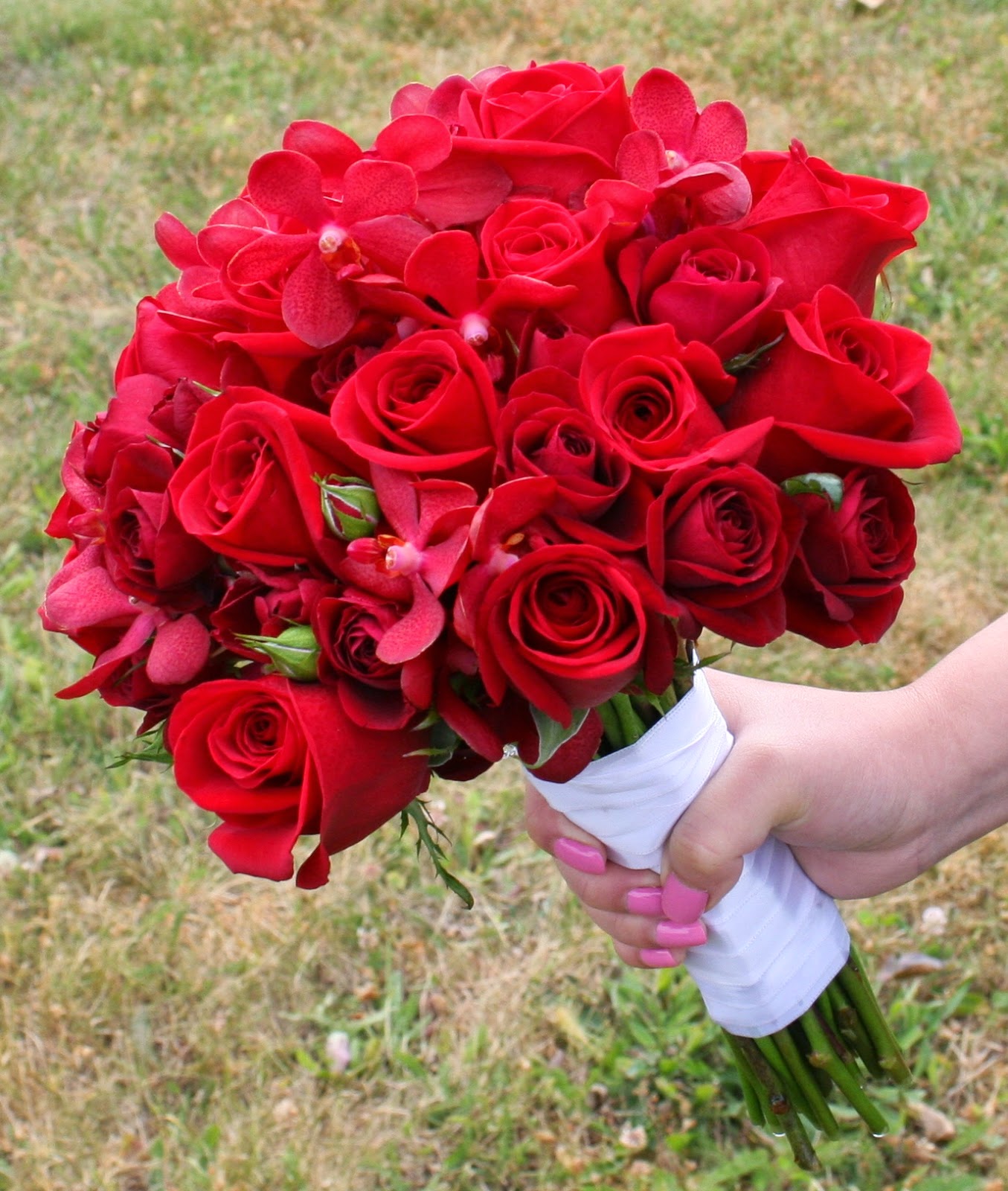 20 Gambar  Foto Bunga  Mawar  Merah  Ayeey com