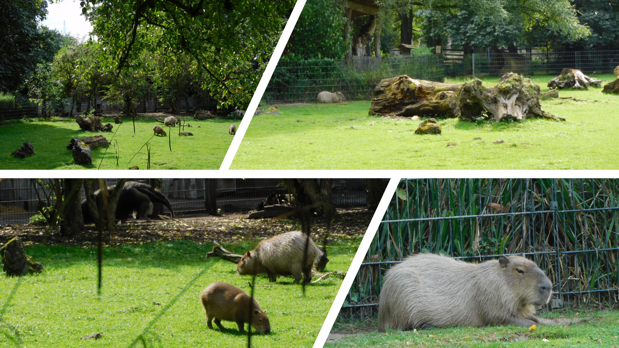 CRIAÇÃO DE ANIMAIS: Criação de Capivara