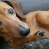12 Things You Need To Know Before Getting a Dachshund