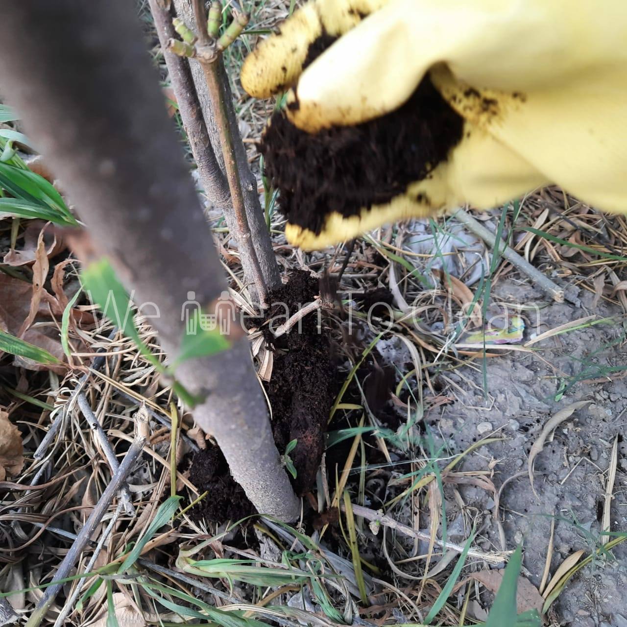 We use home-made compost as manure for the saplings that we plant