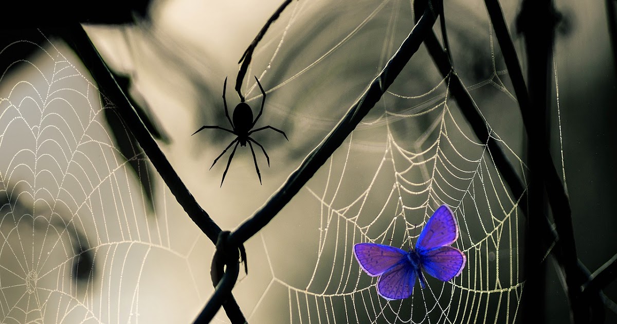 Week 5 Story The Butterfly and The Spider
