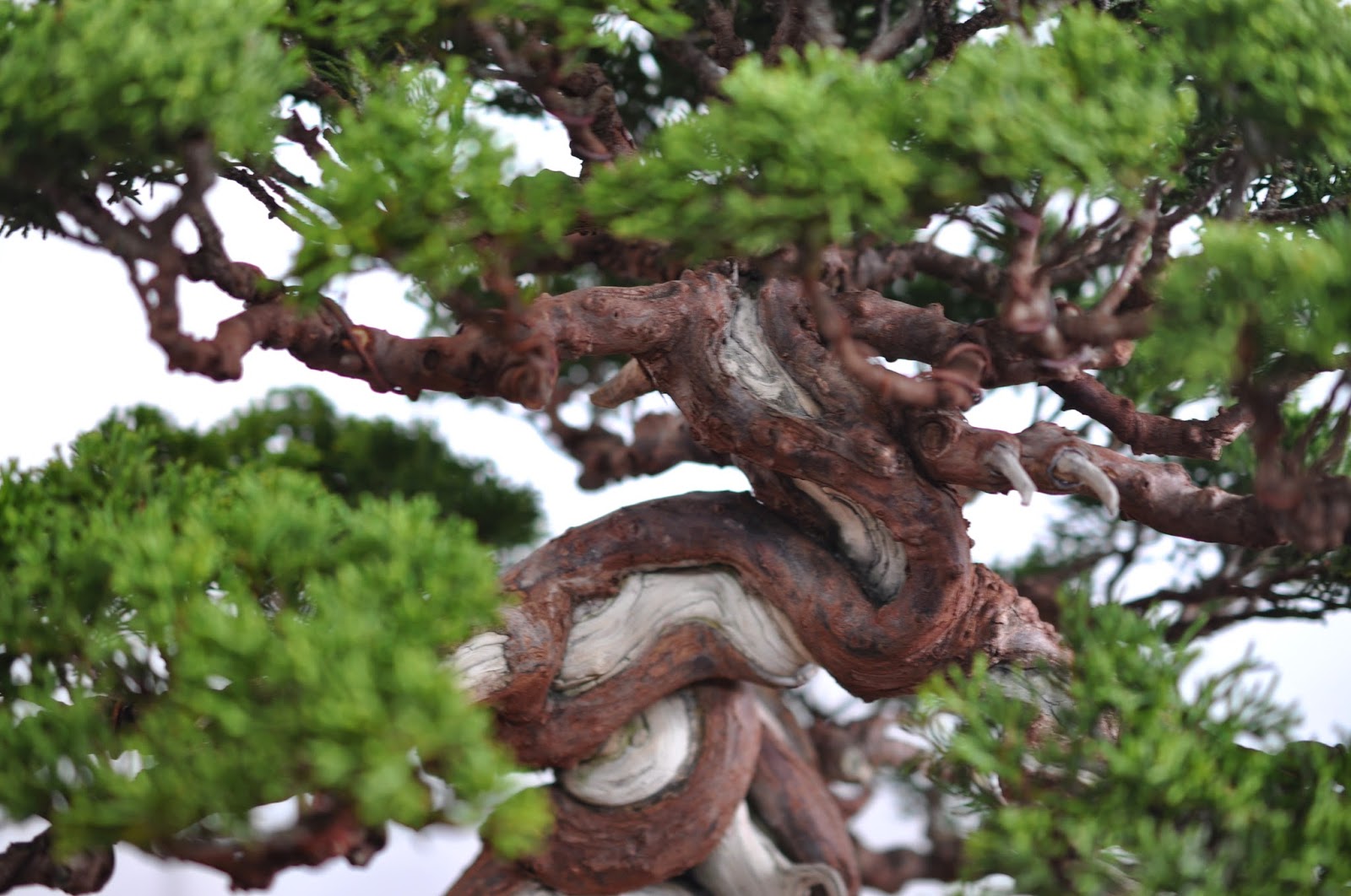 All in One Bonsai and Ceramics Taichung Bonsai Exhibition