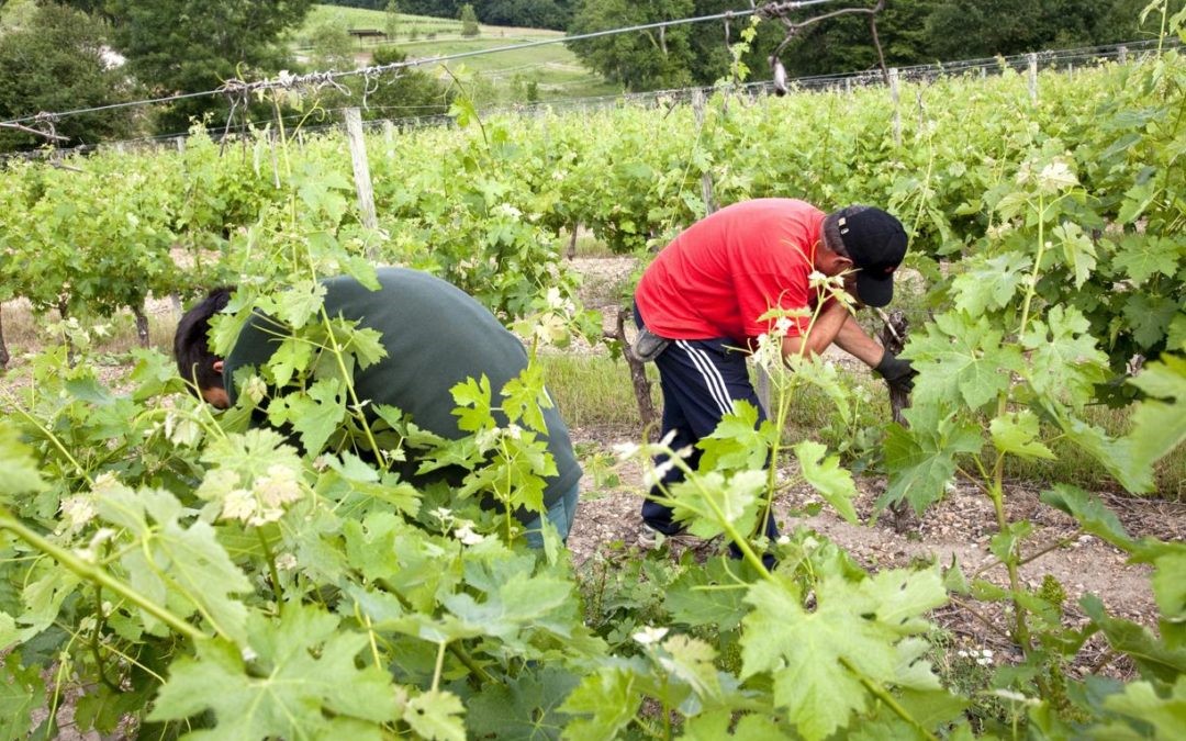 Togo Le Ministère de l’agriculture offre l’opportunité d’aller travailler dans les fermes GAPOLA