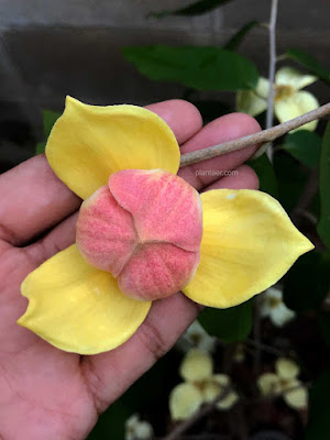 พรหมกลาย(2) พรหมลูกผสม (มหาพรหมราชินี x กลาย) Mitrephora Phrom Klai II