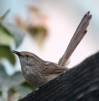 Buitrón rabilargo (Prinia gracilis)