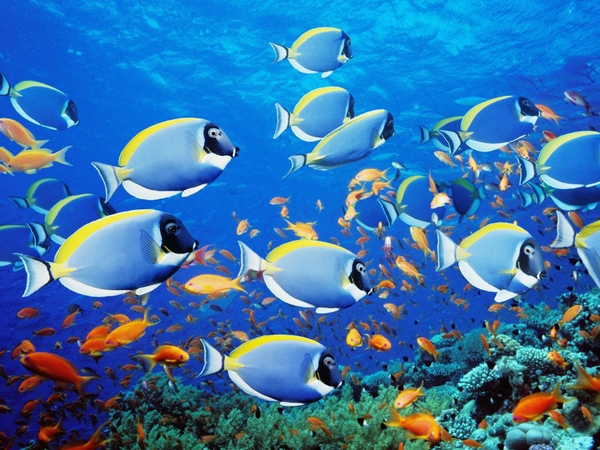 Gambar pemandangan bawah laut dengan berbagai ikan hias.