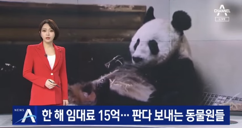 15억짜리 돈먹는 판다 - 꾸르