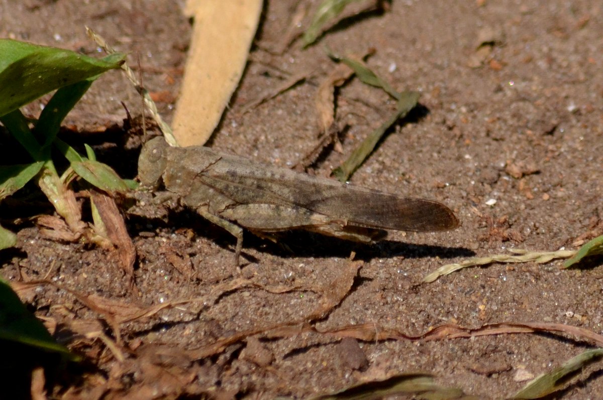 Wild Burlington Carolina locusts