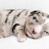 Dog Breast Milk Substitute - Homemade Emergency Puppy Formula Recipes Dog Breast Milk Substitute - Homemade Emergency Puppy Formula Recipes