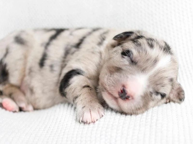 Homemade Milk Replacer Recipes for Puppies