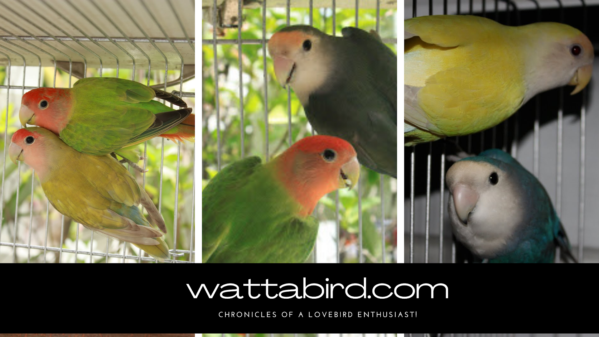 WattaBird! Breeding WhiteHood Opaline African LoveBirds (Pair 2)