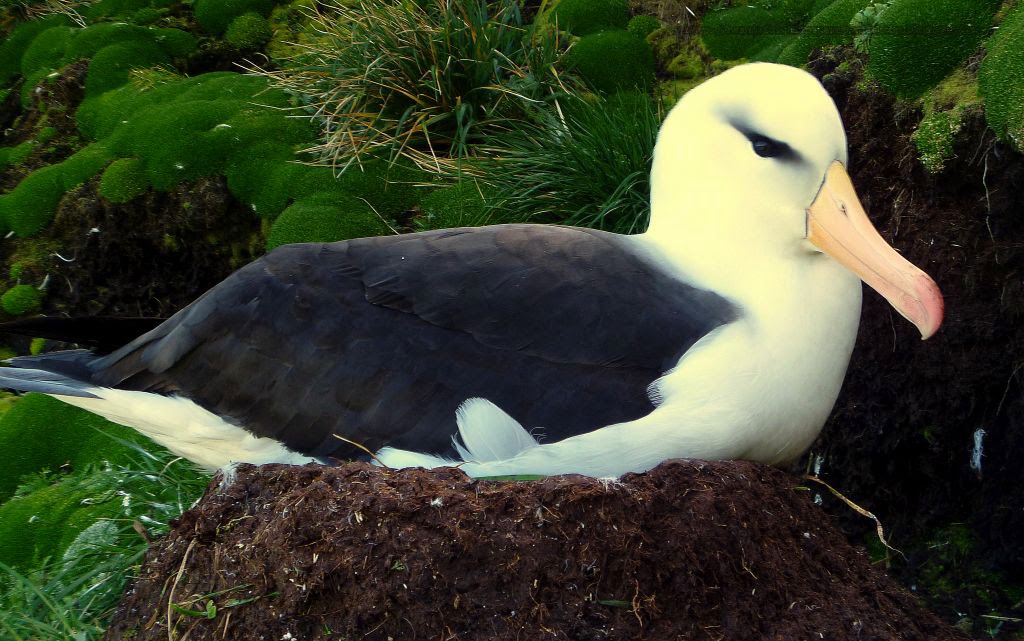 Beautiful Wallpapers for Desktop: Black browed Albatross wallpapers hd