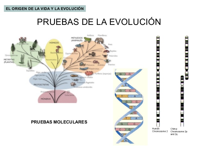 Pruebas Bioquimicas De La Evolucion Wikipedia culturacientificaalbaplata.blogspot.com