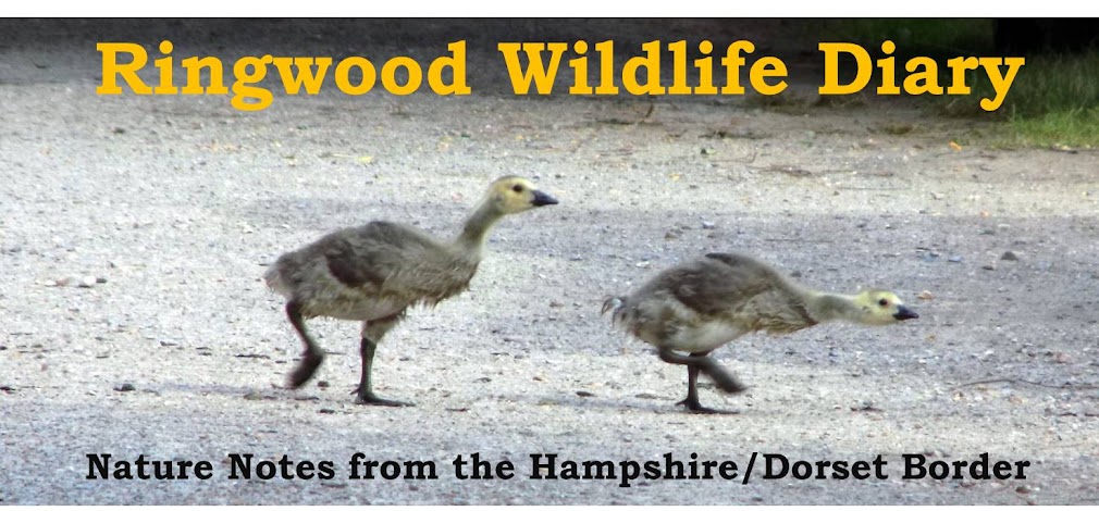 Ringwood Wildlife Diary