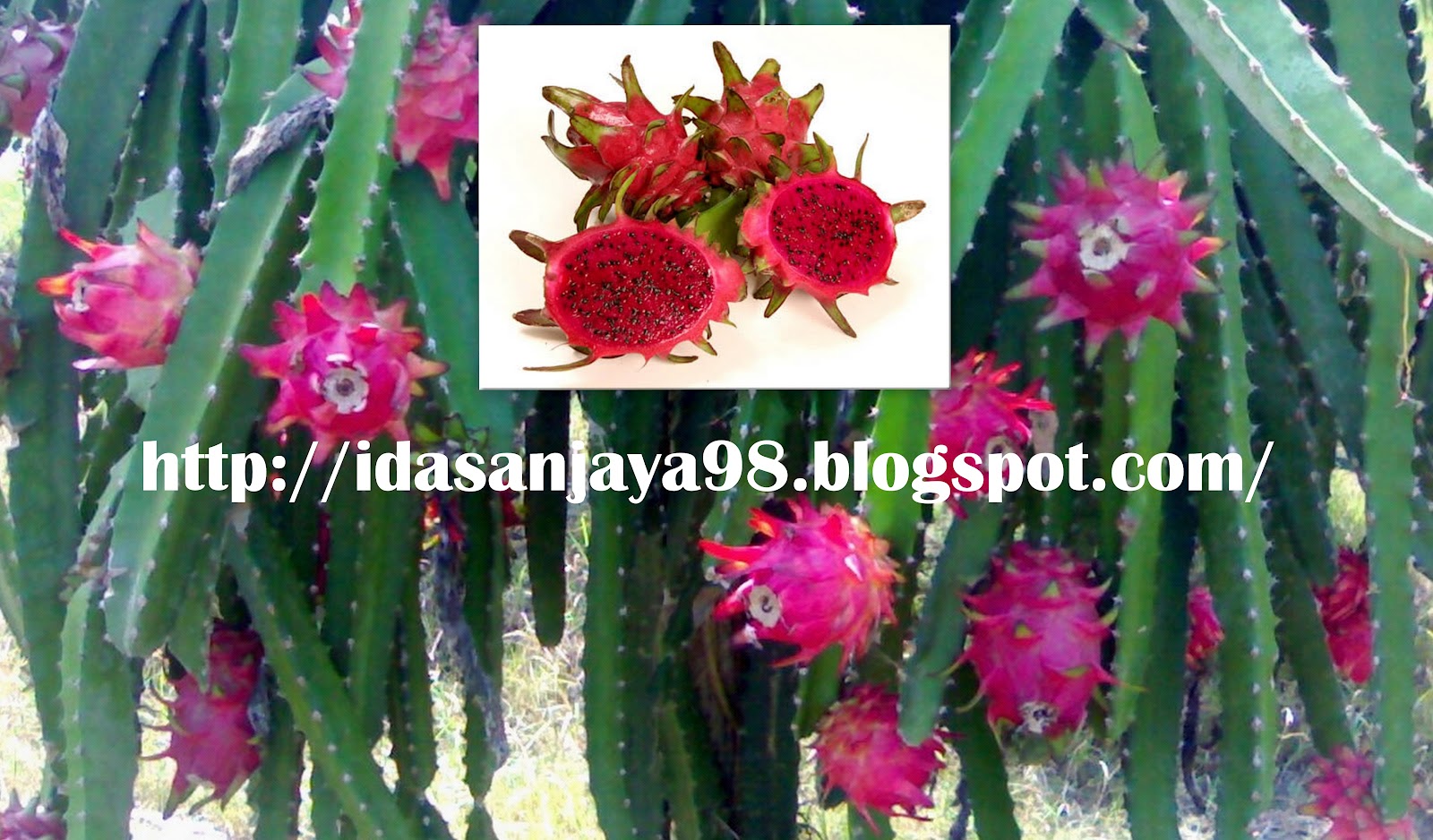 Ida Sanjaya Blogger DRAGON FRUIT CULTIVATION IN THE GARDEN