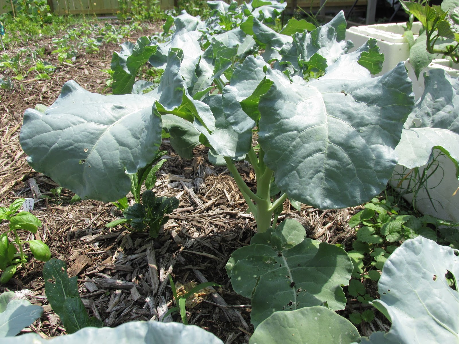 Kentucky Fried Garden Update on Broccoli and Brussels Sprouts