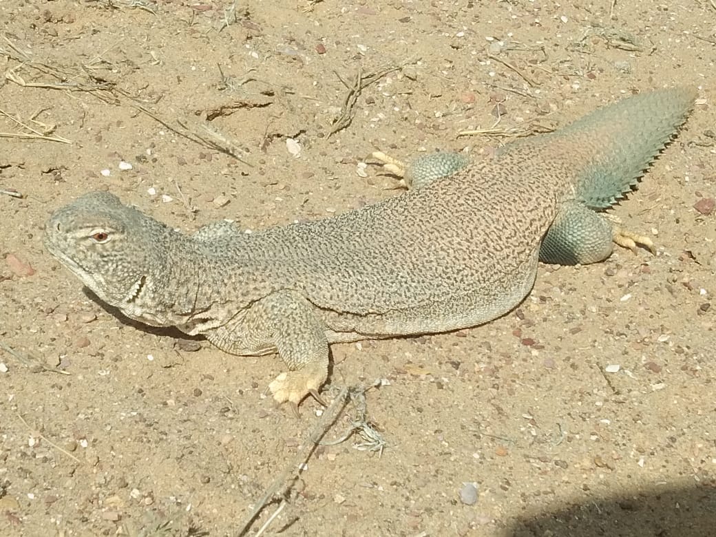 Information related to forest and wildlife(वन और वन्य जीवों से जुड़ी