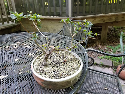 Bonsai, bonsai training, azalea