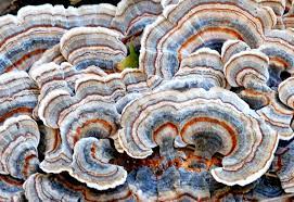 Jamur Trametes versicolor Jamur Trametes versicolor