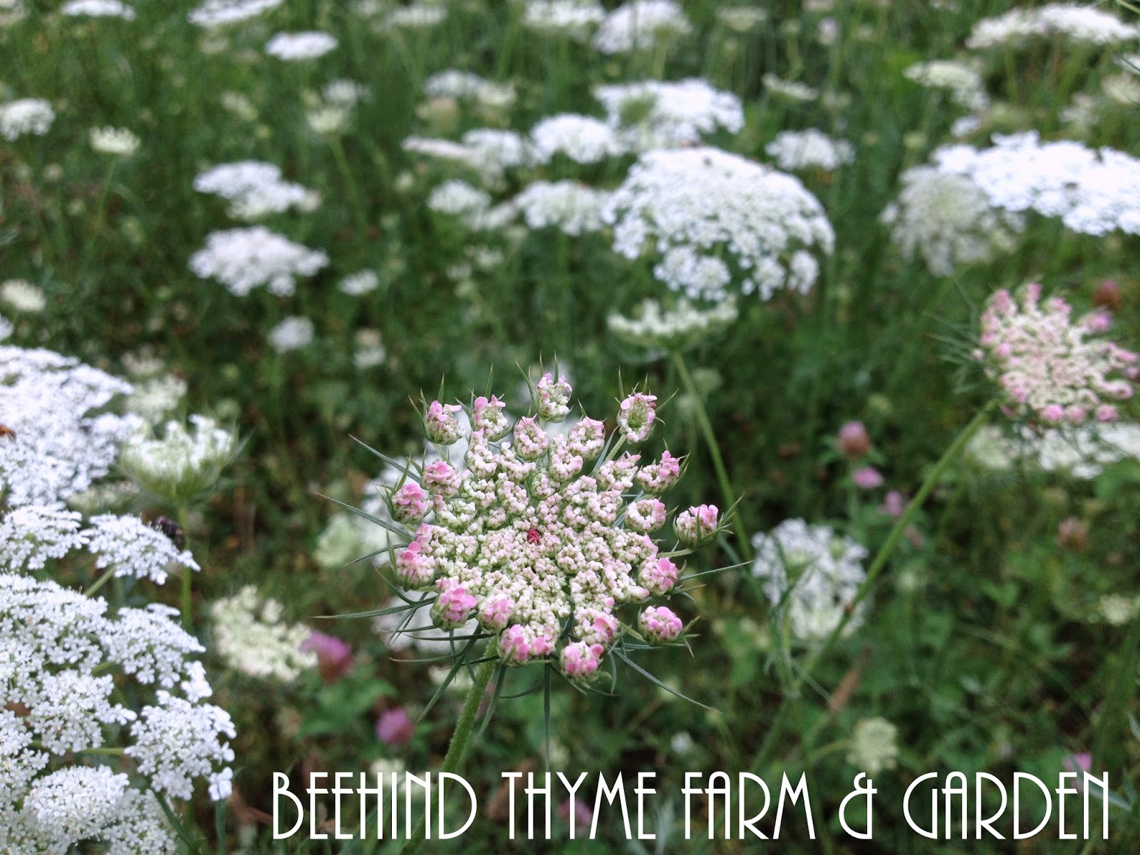 Beehind Thyme Farm & Garden Nature's BEAUTY Flourishes...