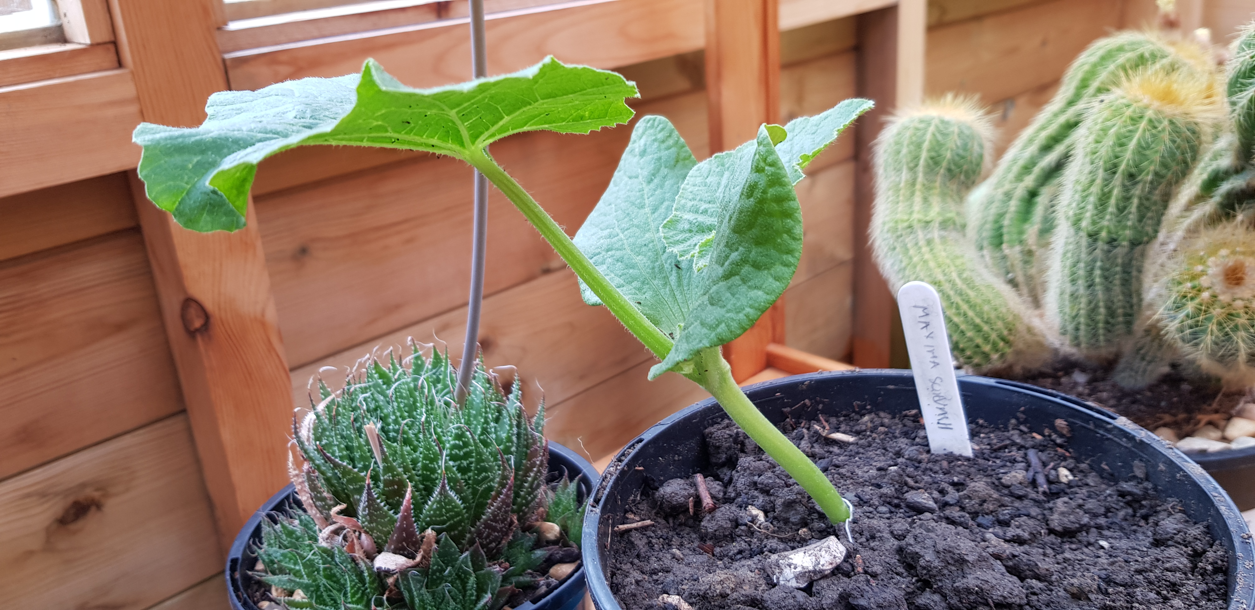 Veg patch from scratch How to grow squashes and pumpkins in the UK