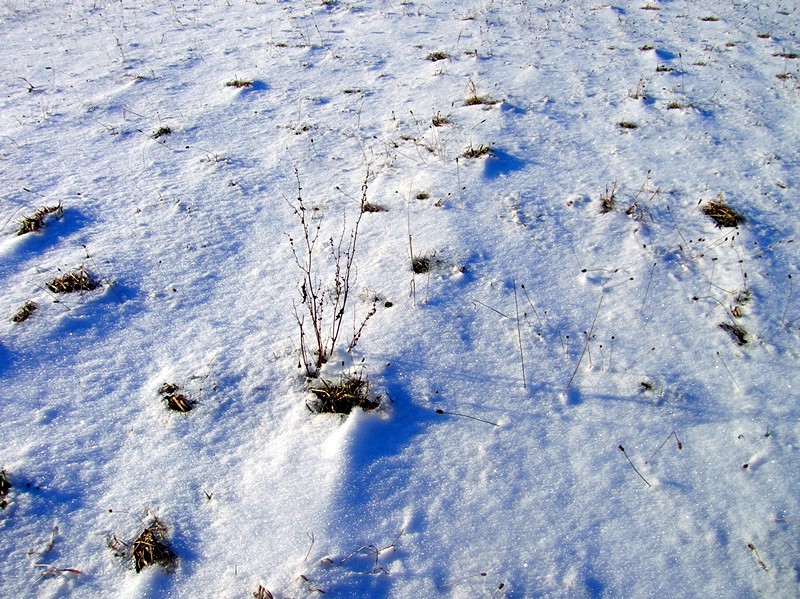 Maschas Buch Кышкы сие Winter cherry