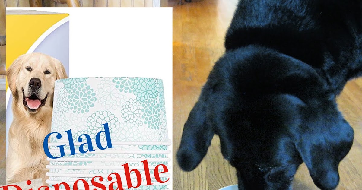Disposable Feeding Bowls for Dogs Reviewed