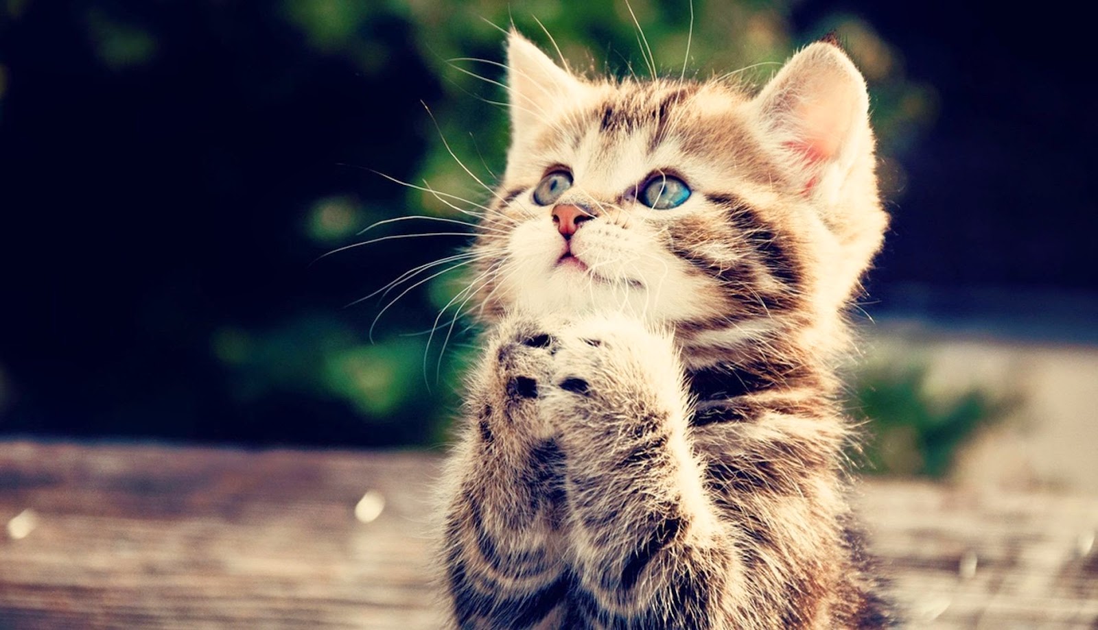  Tierische Freunde: Lustige Katzen! Motiv 