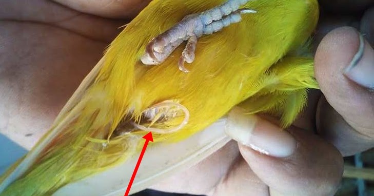 Cara Obati Lovebird Kurus Nyilet 7 Hari Gemuk Lagi Cara Gacor