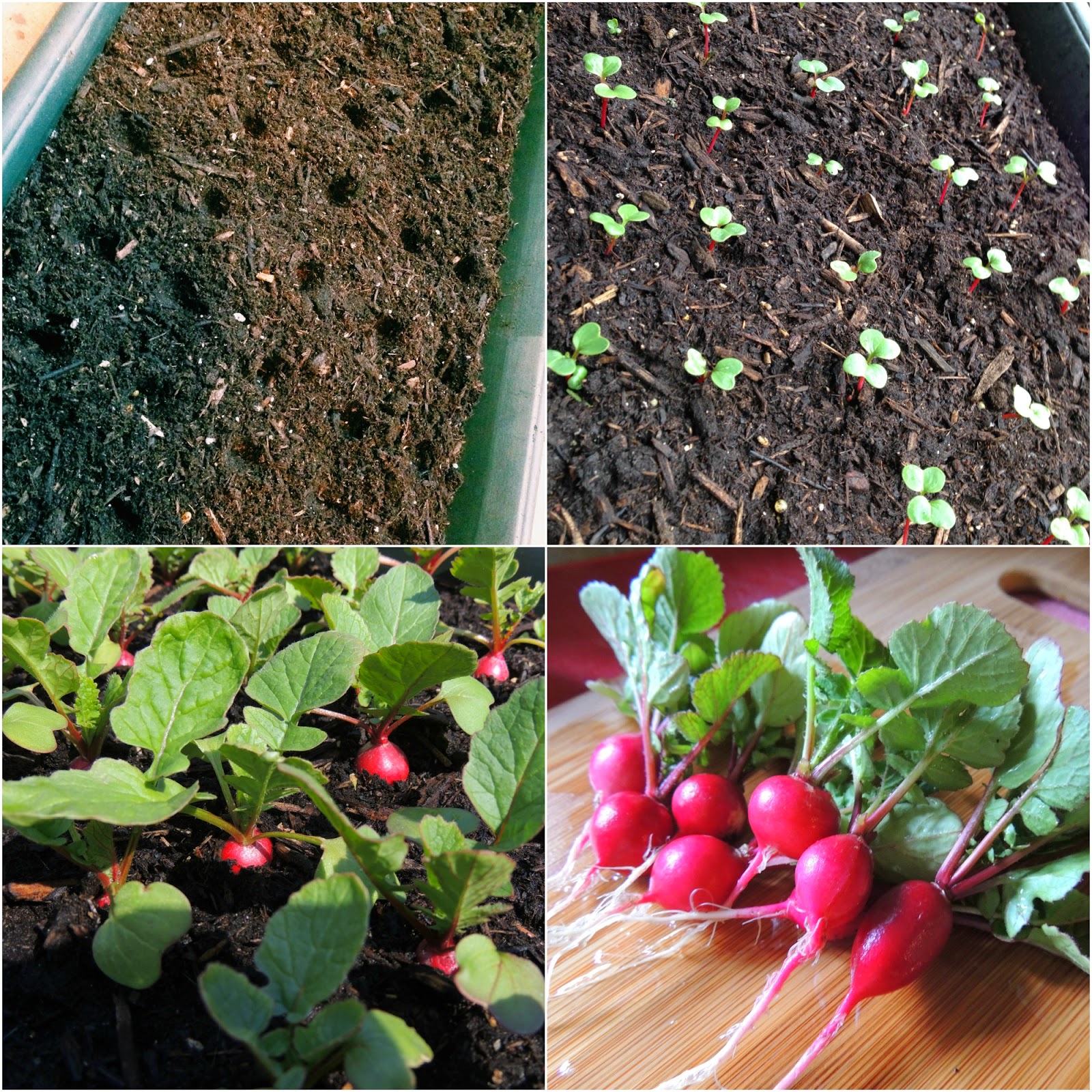 Can I Grow Radishes in Containers?  