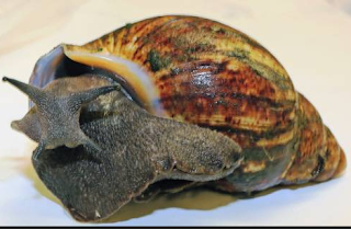 US authorities seize snails from Nigerian passenger at Atlanta airport