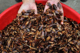 cockroach is favourite food of chinese peoples