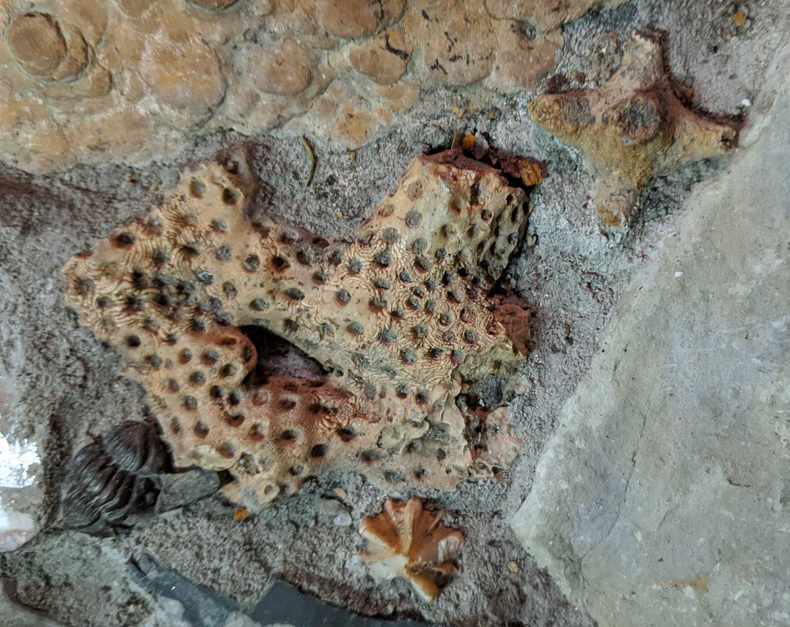 Louisville Fossils and Beyond Thamnoptychia Branching Coral Fossil