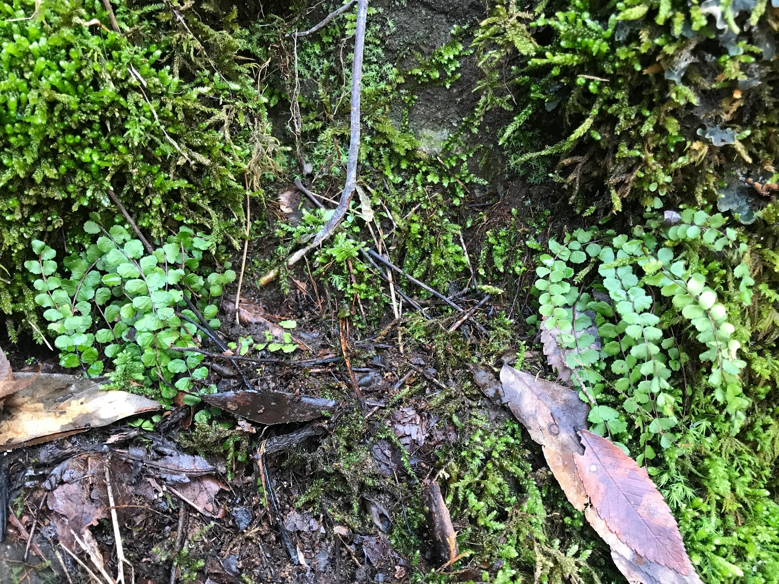 Illinois Botanizer: River to River Trail across southern Illinois Day 3