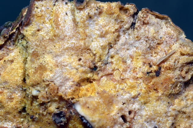 Hypomyces polyporinus