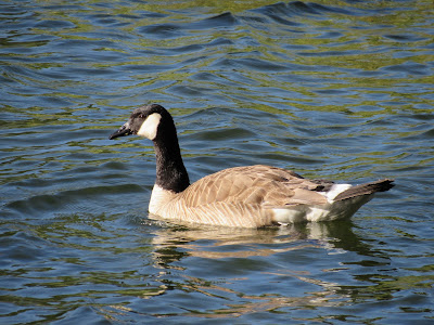 wings and daydreams birding photography blog