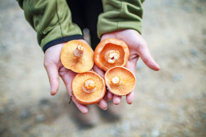 Saffron Milk Cap Mushroom Picking Oberon NSW