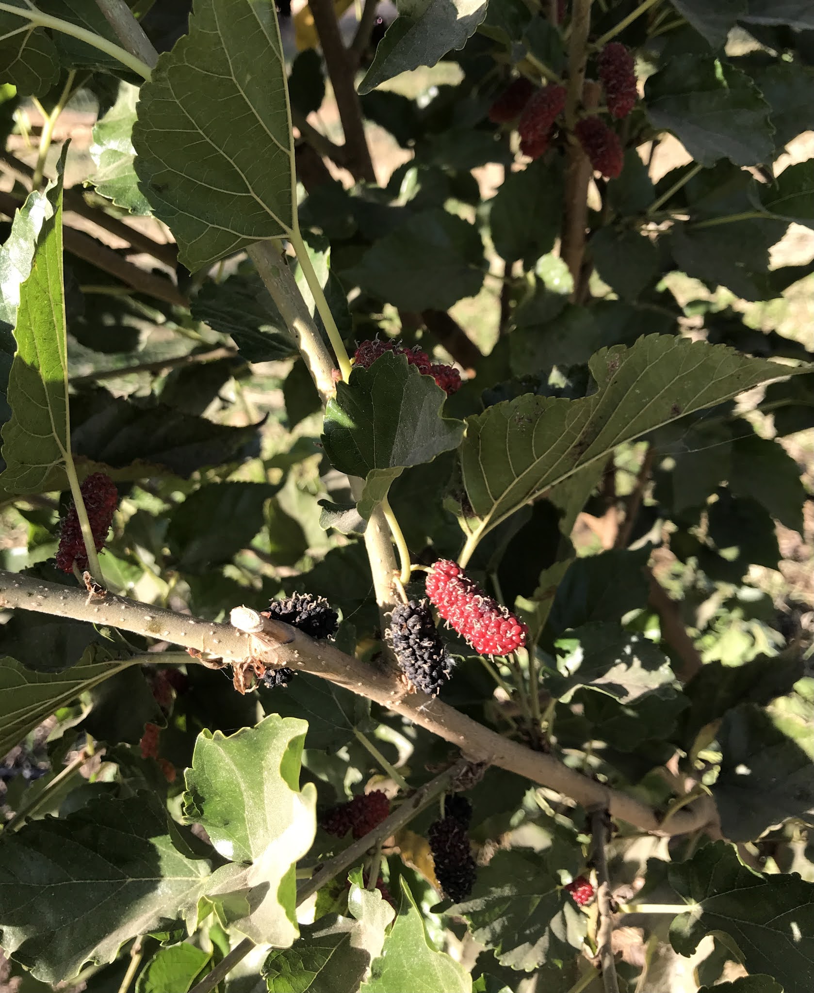 Gardening World's Best mulberry