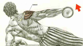 Incline bench laying side latetal raises Top 5 exercises for building 3d shoulders