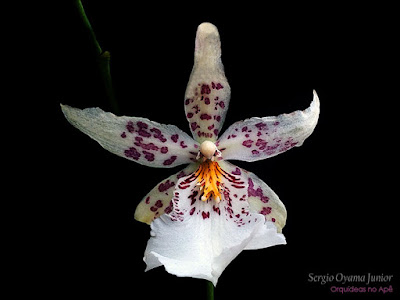 Orquídea Beallara híbrida