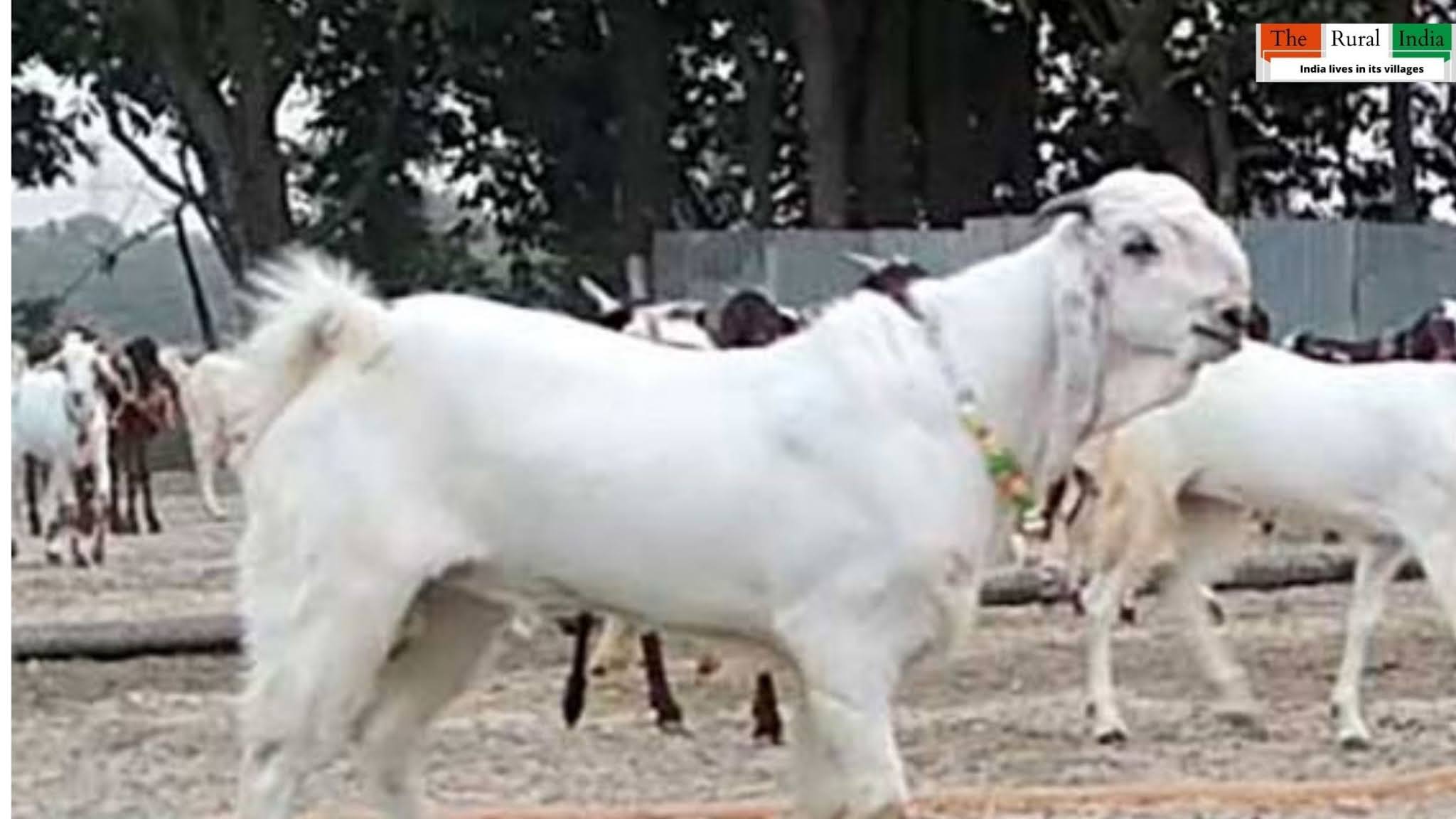 बकरी की 5 उन्नत नस्लें best goat breeds in india