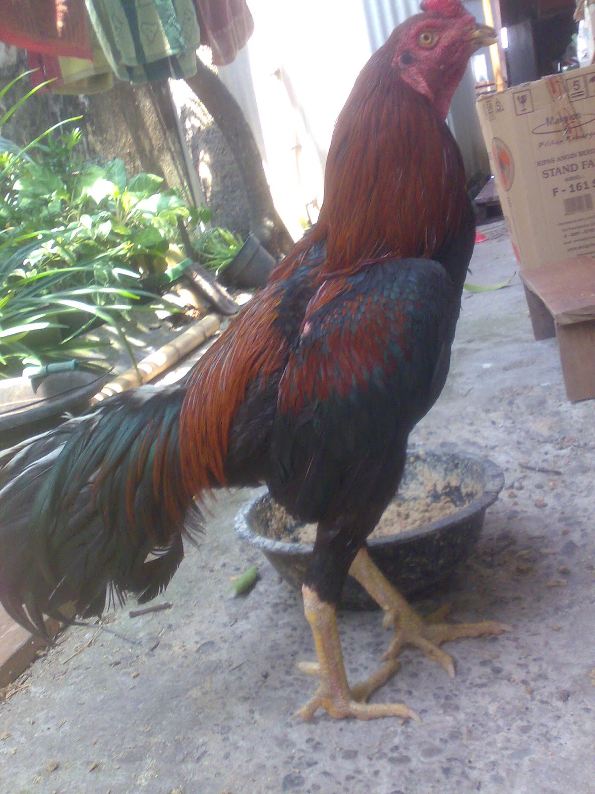 Foto Ayam  Jago  Bangkok Petarung Terhebat